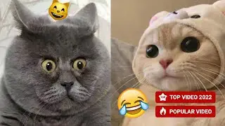 Amazing Cute Cats Video | Pretty Kittens and Animals 🐱