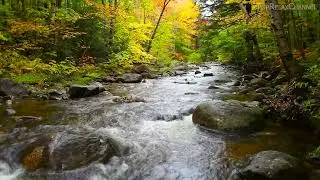 4k UHD Autumn Forest Stream Flowing. River Sounds, White Noise, Stream Sounds for Sleep or Relax.