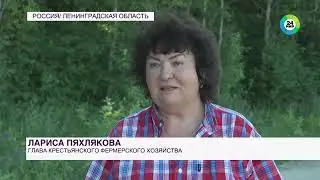 ЭкоФерма Семейная помогает бороться с борщевиком в Ленинградской области