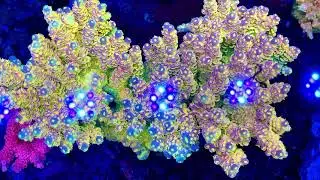 Walt Disney Tenuis Acropora