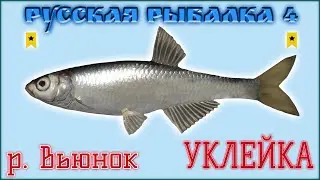 РР4 ВЬЮНОК УКЛЕЙКА ТРОФЕЙ ЖИВЕЦ / РУССКАЯ РЫБАЛКА 4 УКЛЕЙКА ТРОФЕЙ / RUSSIAN FISHING 4 TROPHY BLEAK