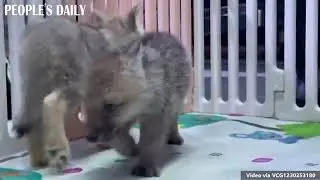 Artificially bred Arctic wolf cubs celebrated their 1-month birthday and met the public in Zhengzhou