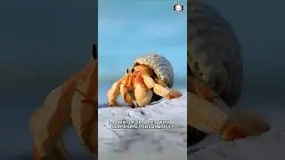 Hermit Crab 🦀 Tiny Pet with Big Personality!