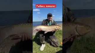 Огромный амур. Рыбалка удалась.#рыбалка #рыбак