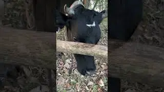 Красивая корова Дхамини. #животные #animal #cow #cowvideos #корова