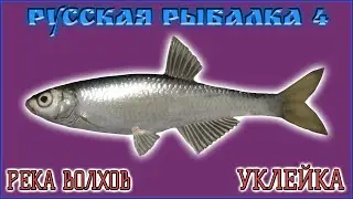 РР4 ВОЛХОВ УКЛЕЙКА ЖИВЕЦ / РУССКАЯ РЫБАЛКА 4 ВОЛХОВ УКЛЕЙКА / RUSSIAN FISHING 4 VOLKHOV BLEAK