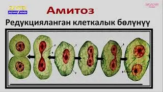 9-класс|Биология|Клетканын бөлүнүшү. Kлеткалык деңгээлде тирүү организмдер өзүн-өзү жаратуучу катары