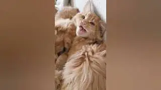 Funny Cat & Kittens Playing Together 🐱 | The Best Positive Videos With Animals 🐱🐭