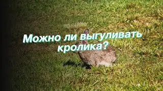 Можно ли выгуливать кролика?