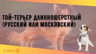 Той-терьер длинношерстный (русский или московский)