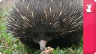 Bindi & Robert Irwin feature - Echidnas (Three foot and Co) - Growing Up Wild.