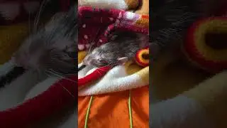 Целыми днями ношу крысу на руках. #rat #крыса #animal #животные