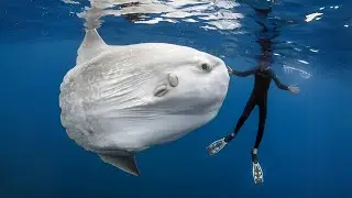 Sunfish 🐠 The GIGANTIC Fish with No Tail!