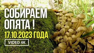 СОБИРАЕМ ОПЯТА ! 17 октября 2023 года Сбор осеннего опёнка медового (Armillaria mellea)