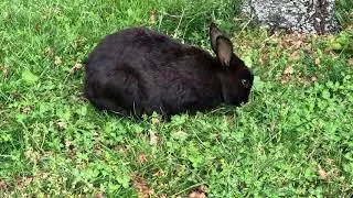 Lovely black rabbit ate grass near Canadian Tire May 16 2020