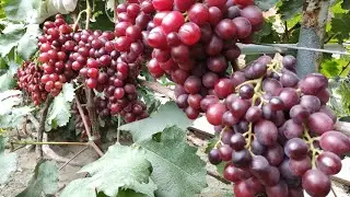 Топ Сверх-Ранних и Ранних Сортов Винограда 2024! 🍇🍇🍇 WhatsApp и Viber +79528500417, Тел.+79054033245