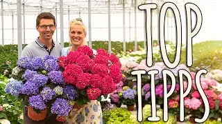 HORTENSIEN - DIE 5 BESTEN TIPPS ÜBER HORTENSIEN