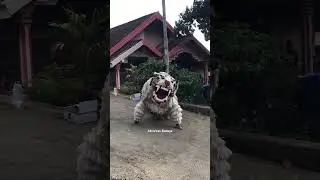 Ki Ronggo Gunung Lawu Yang Lagi Viral