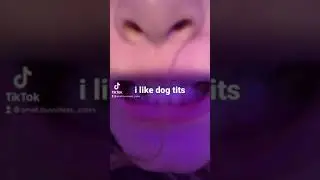 dog tits