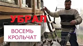 ОТСАДИЛ КРОЛЬЧАТ ОТ КРОЛЬЧИХИ ВЕС КРОЛЬЧАТ В ДВА МЕСЯЦА Кролики содержание и разведение