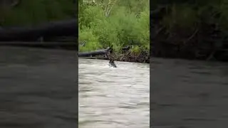 Повстречали мишку. Полное видео в описании.