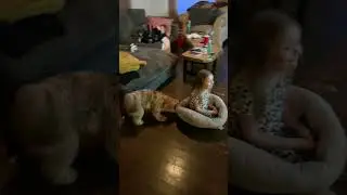 Dog Doesn't Like Kid In His Dog Bed