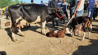 YOZYOVON chorva bozori SIGIRLARI bugungi narxlari bilan tanishing Bugun SAVDOLAR YAXSHI boldi