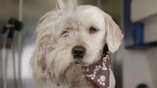 Homeless Dog Gets Makeover That Saves His Life!