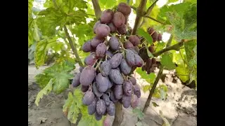 ЗОРЕНЬКА! 🍇🍇🍇 И ОБЗОР ВИНОГРАДНИКА ПОСЛЕ ГРАДА! ТЕЛ.+79054033245, WhatsApp и Viber +79528500417.