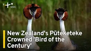 New Zealands Bizarre Pūteketeke Crowned Bird of the Century | TaiwanPlus News