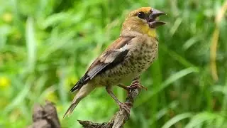 Птицы пьют воду. Birds drink water.