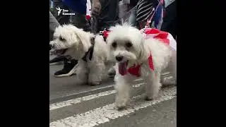 🇬🇪 🐶 Гости Дня Независимости