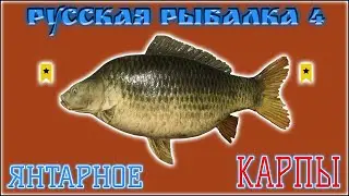 РР4 ЯНТАРНОЕ КАРП ТРОФЕЙНЫЙ / РУССКАЯ РЫБАЛКА 4 КАРП / RUSSIAN FISHING 4 AMBER LAKE TROPHY CARP