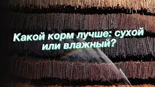 Какой корм лучше: сухой или влажный?