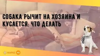 Собака рычит на хозяина и кусается: что делать