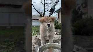 Puppies Learn to  Drink Water From a Hose