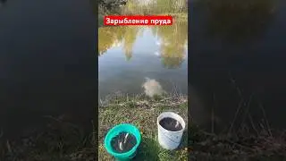 Запускаем толстолобика в пруд. Пруд на участке.#пруд #пруднаучастке