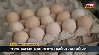 Тоок багып жашоосун байыткан айым