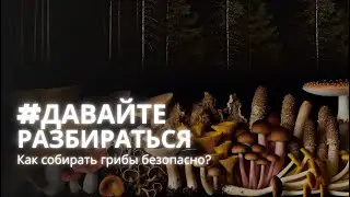 #ДавайтеРазбираться Как собирать грибы безопасно?