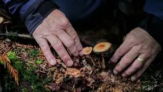 Les champignons pourront-ils sauver le monde ?