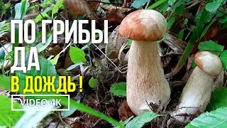 ПО ГРИБЫ ДА В ДОЖДЬ ! 13 июня 2023 года. Сбор белых грибов и лисичек.