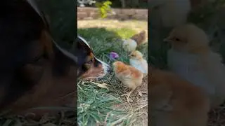 Aussies and Chicks: Summer Fun in the Yard!