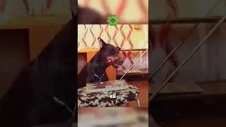 Пёс обхитрил хозяина 😲🐶😂