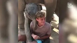 The Most Adorable Elephants 😍 🐘 | BEST Compilation