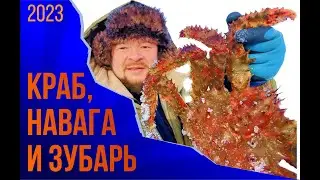 Краб, навага и зубарь. // Catching a crab // カニのつかみ取り // 게 잡기