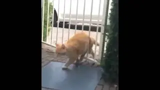 Always the orange cat