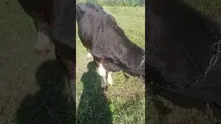 Старую корову Малышку обработали березовым дегтем. #cow #cowvideos #корова #animal #животные