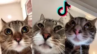 FaceTime sound cat compilation