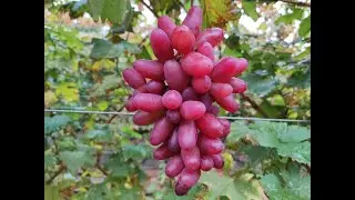 Аватар! Купец! Ламборджини! Наследие! Щелкунчик! 🍇🍇🍇