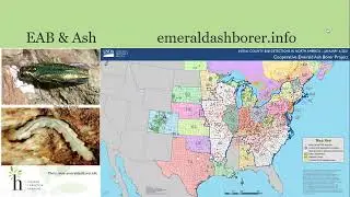 Breeding for EAB Resistance: What Does the Future Look Like for Ash Trees?